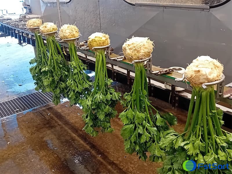 images/1751270849155Celery Roots.jpg